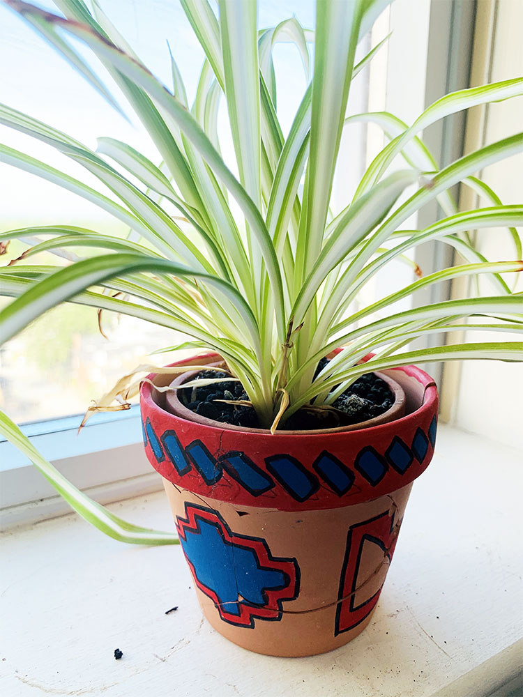Plant in a clay pot decorated with red and blue geometric designs