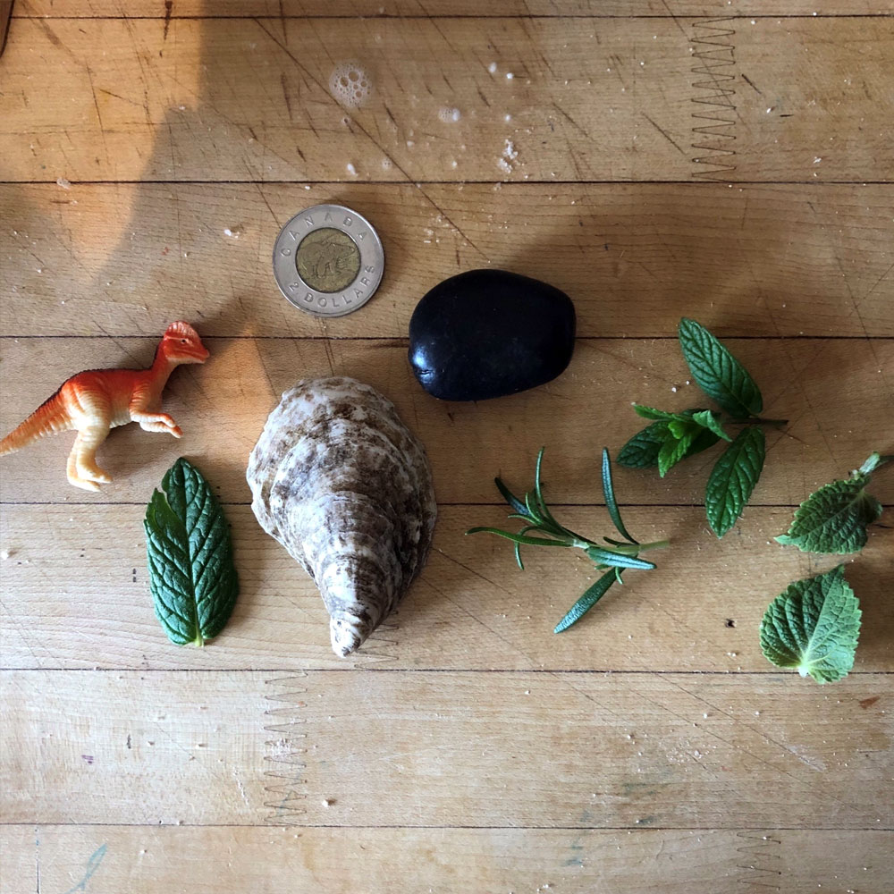 Leaves, a shell, rocks, a tony dinosaur, and a toonie